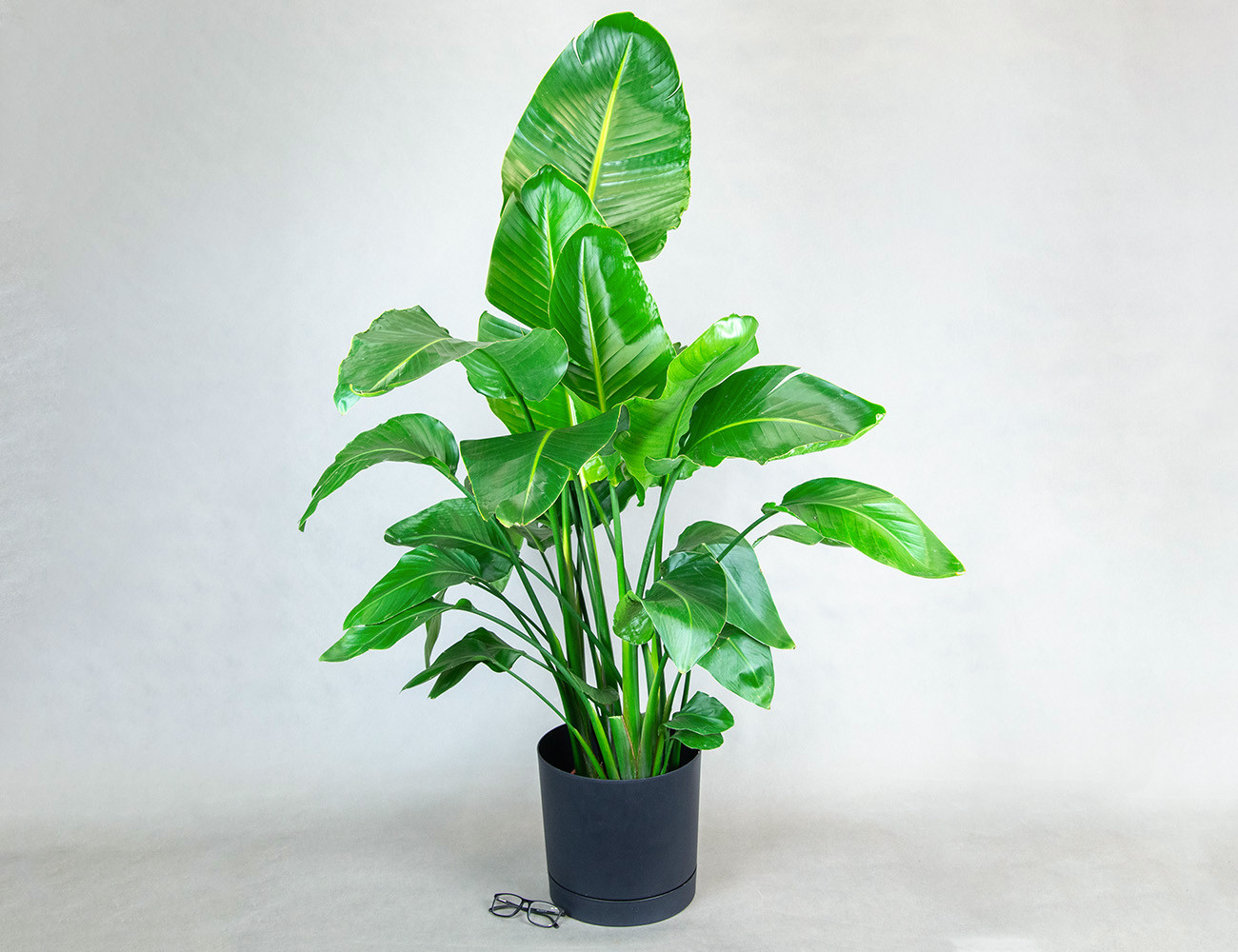 Стрелиция Николая Ø24H120