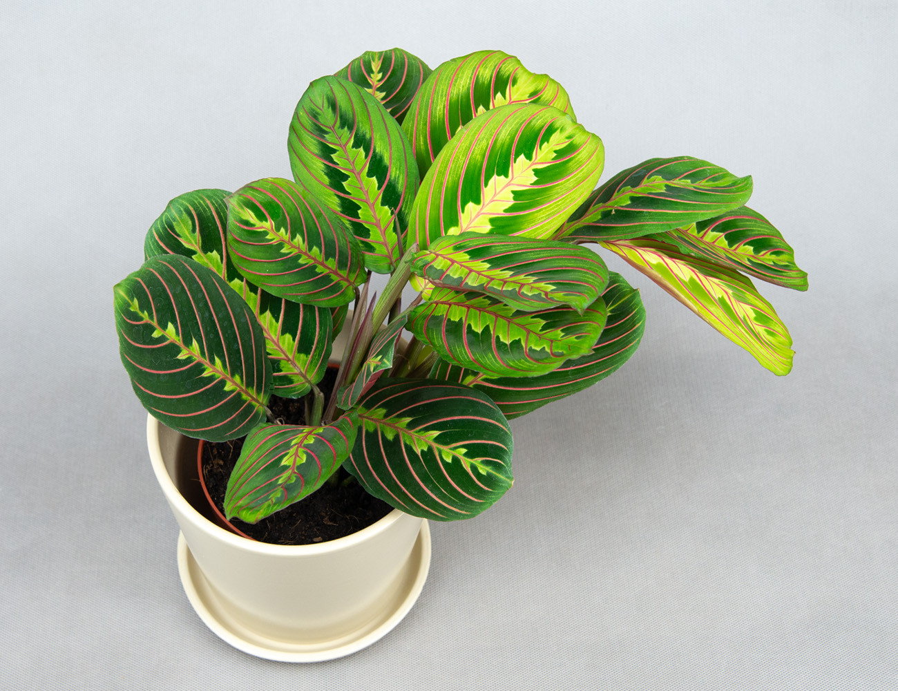 Маранта Триколор