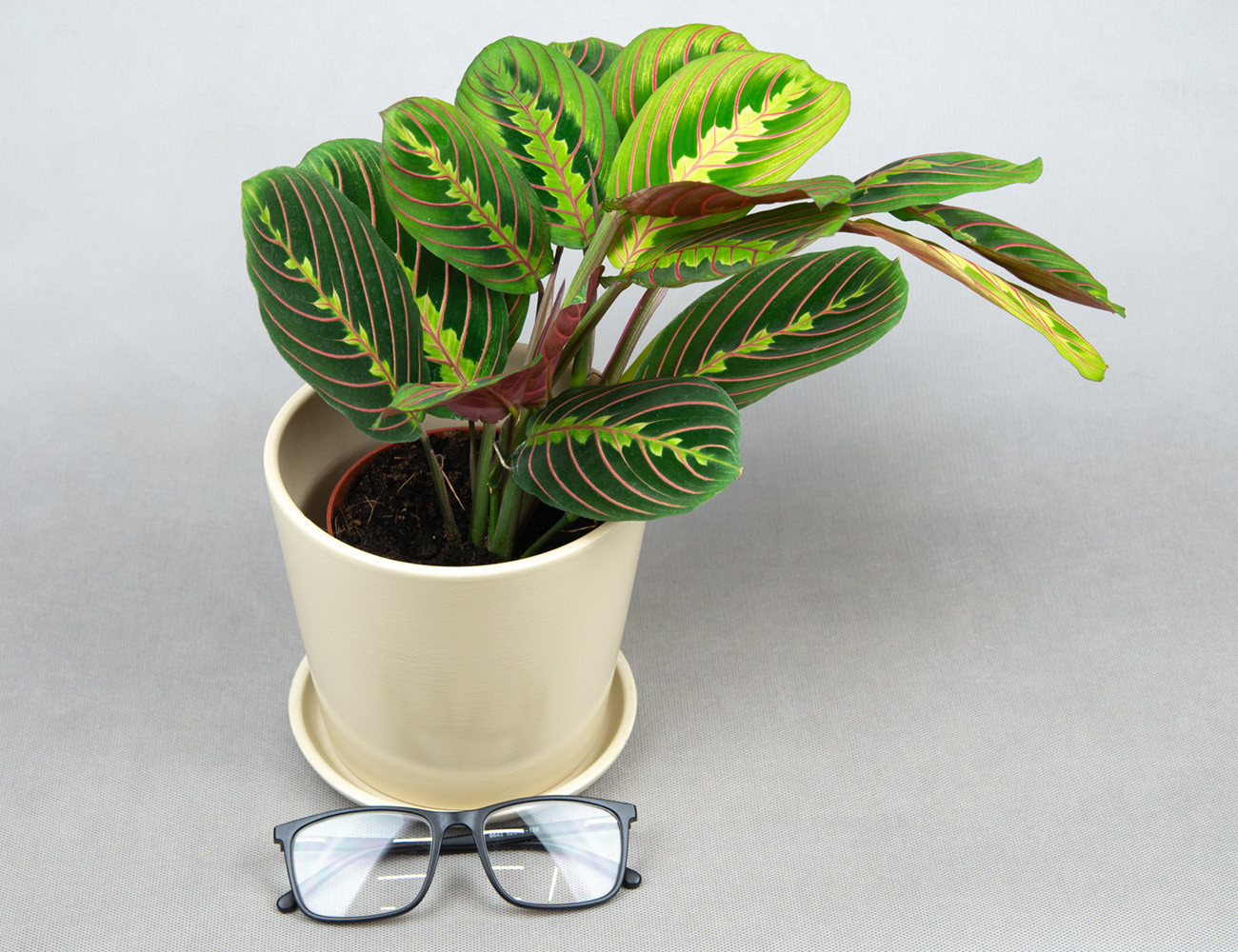 Маранта Триколор