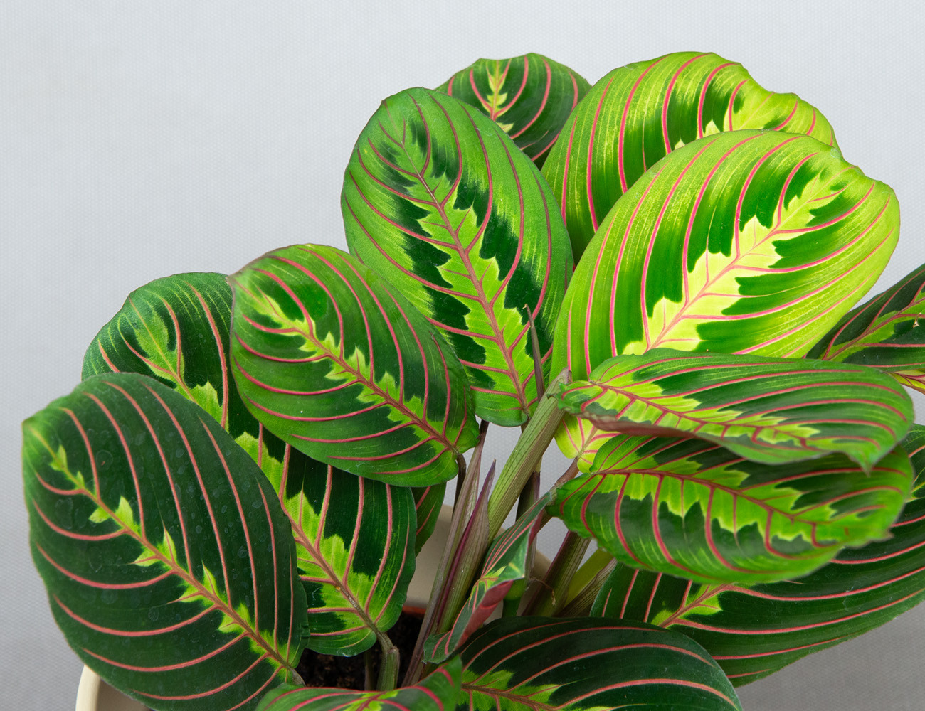 Маранта Триколор