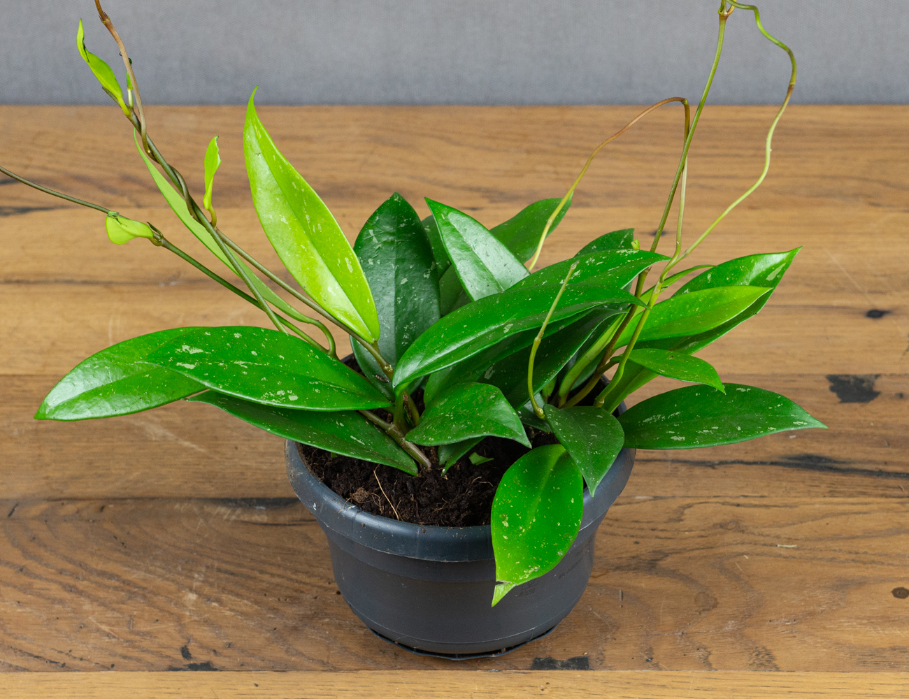 Хойя Публикаликс Сплэш