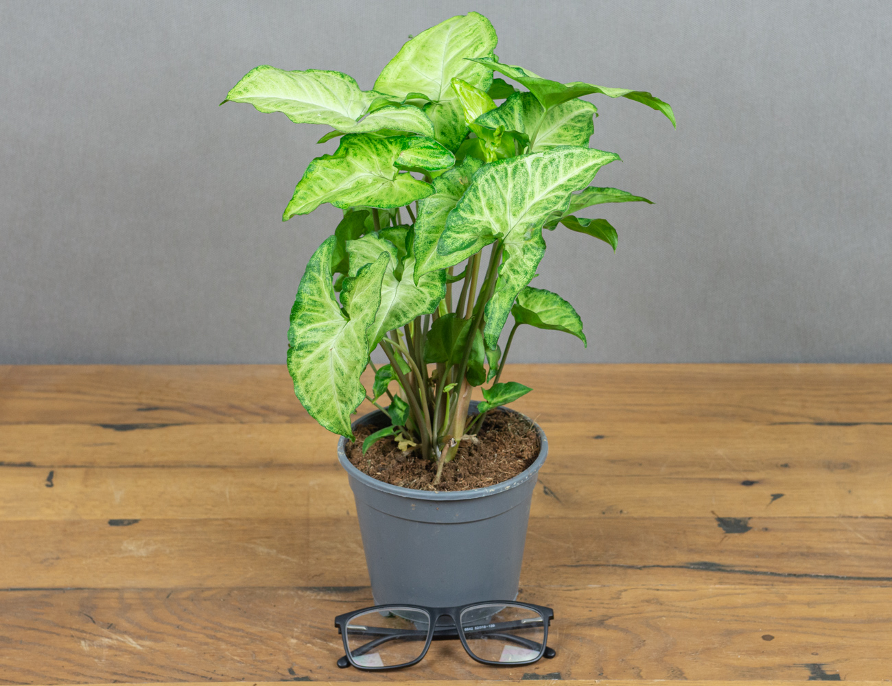 Сингониум Вайт