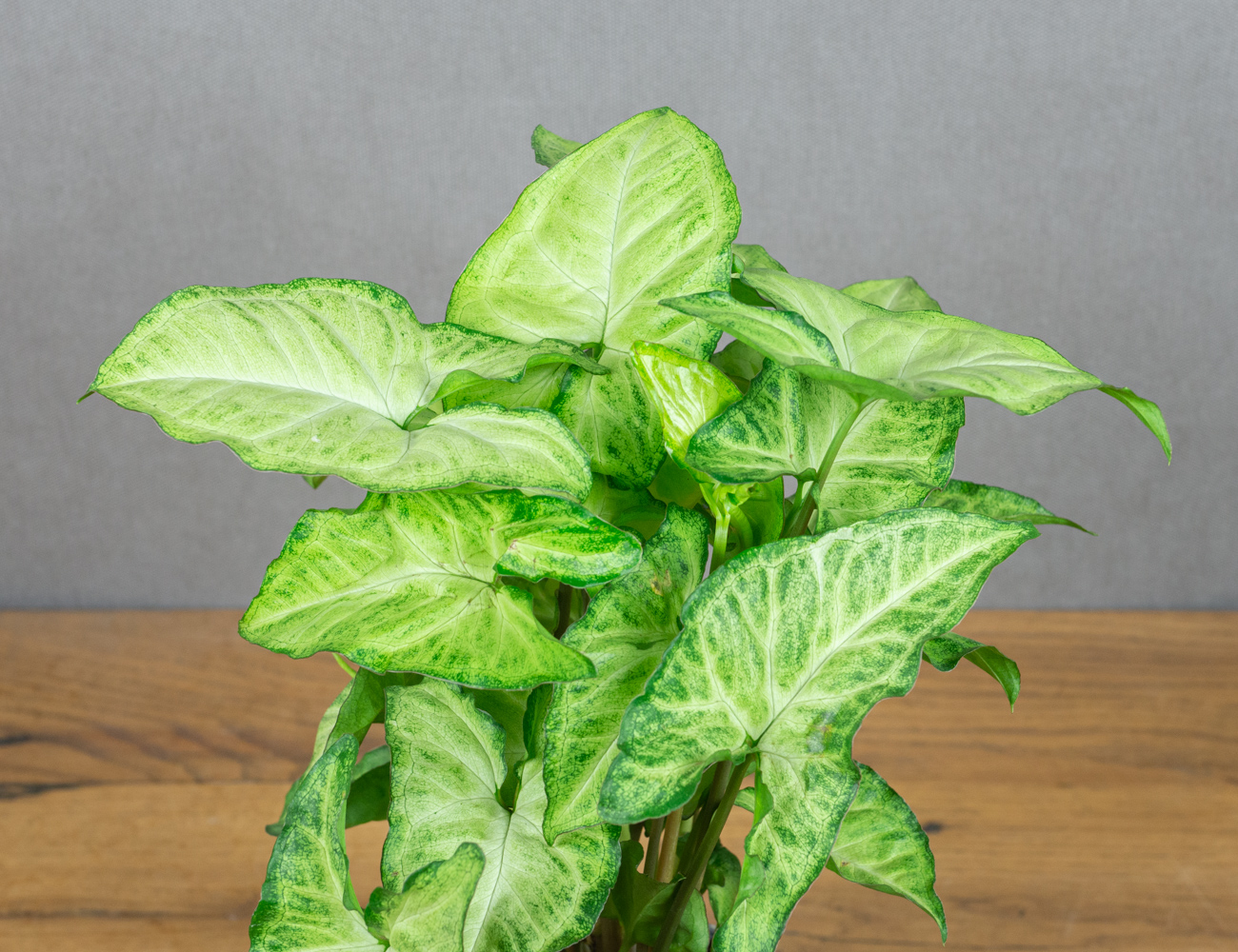 Сингониум Вайт