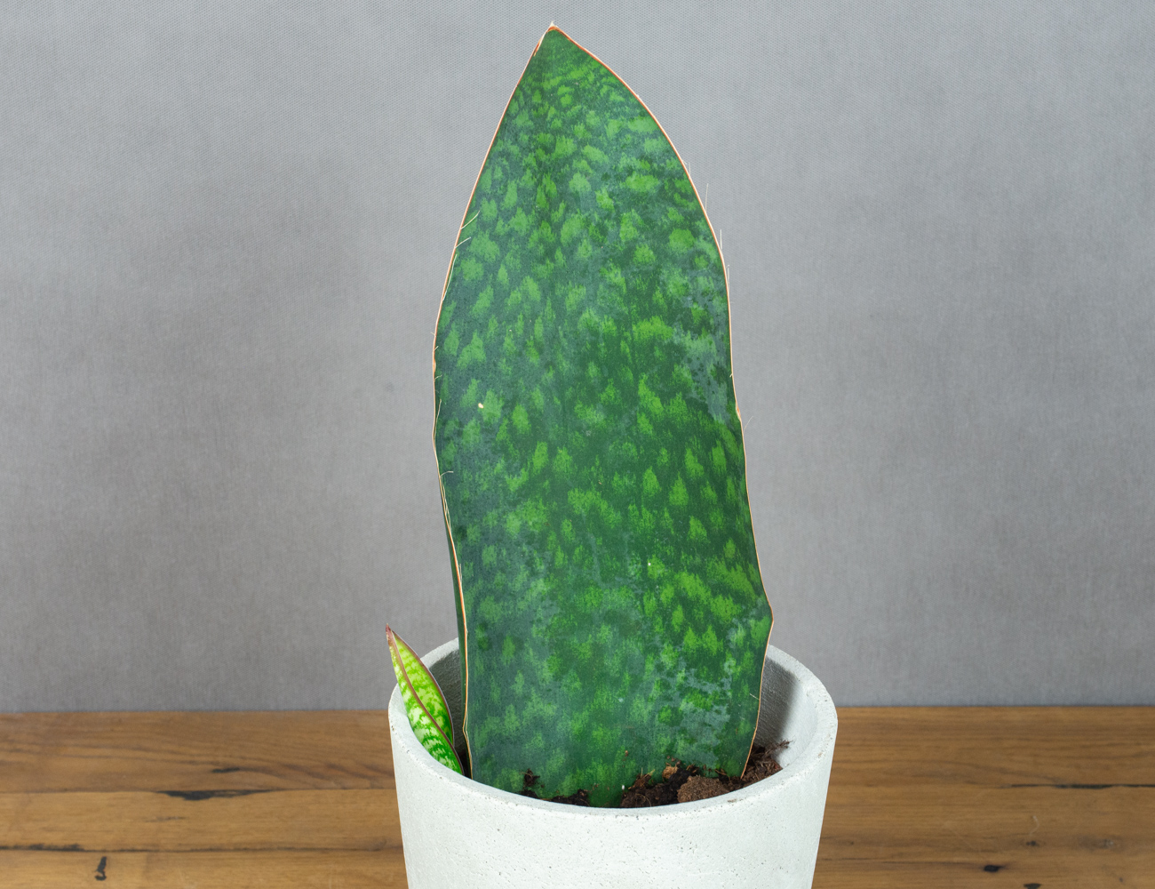 Сансевиерия Мансониана Виктория