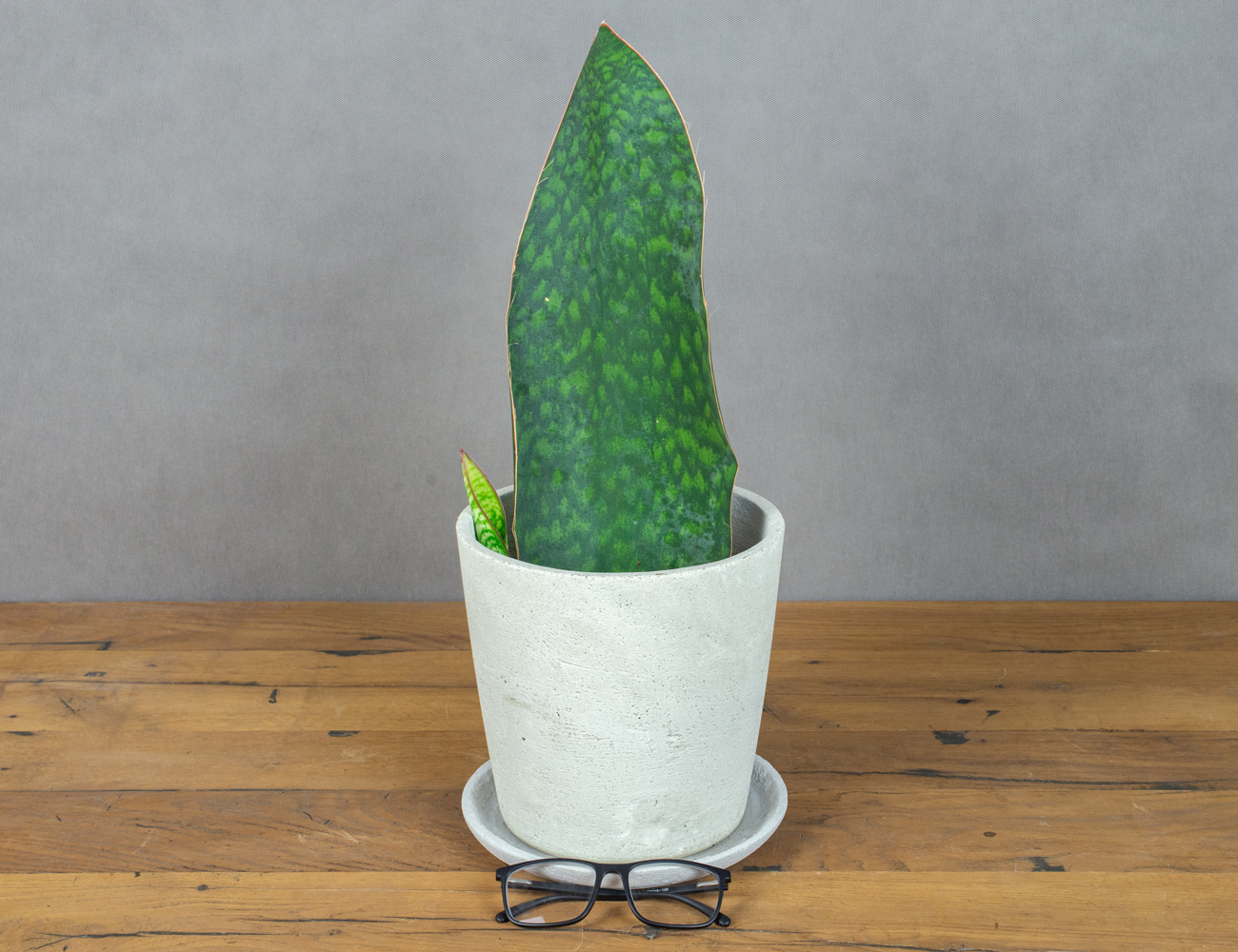 Сансевиерия Мансониана Виктория