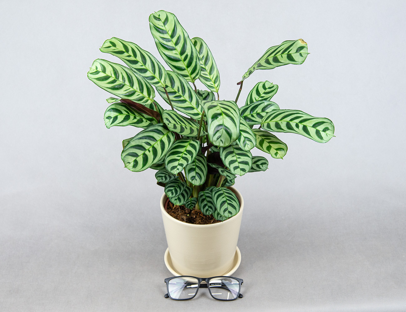 Ктенанта Бурле Маркс