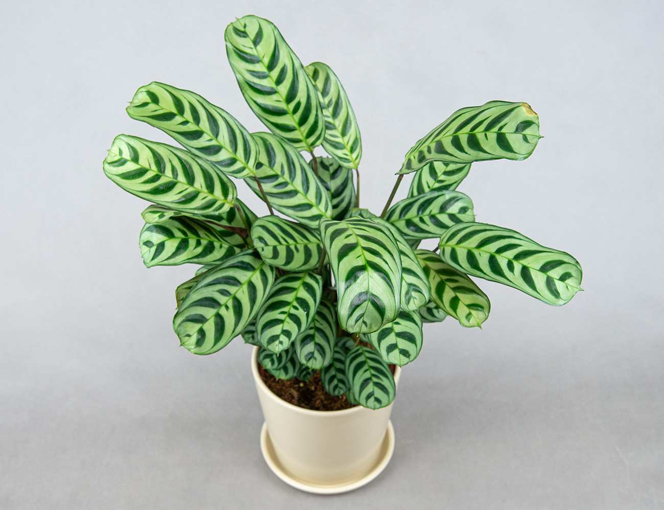 Ктенанта Бурле Маркс