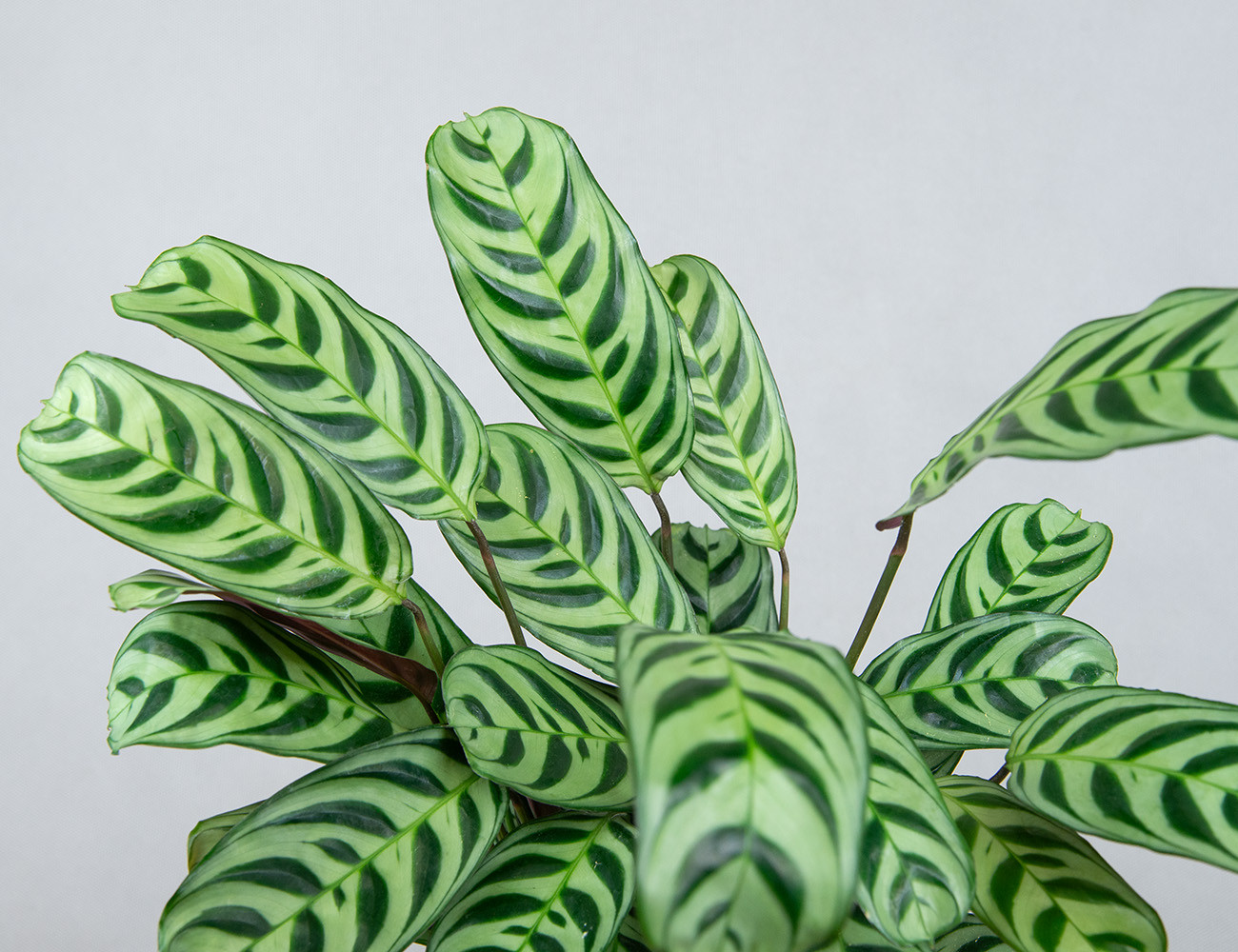 Ктенанта Бурле Маркс