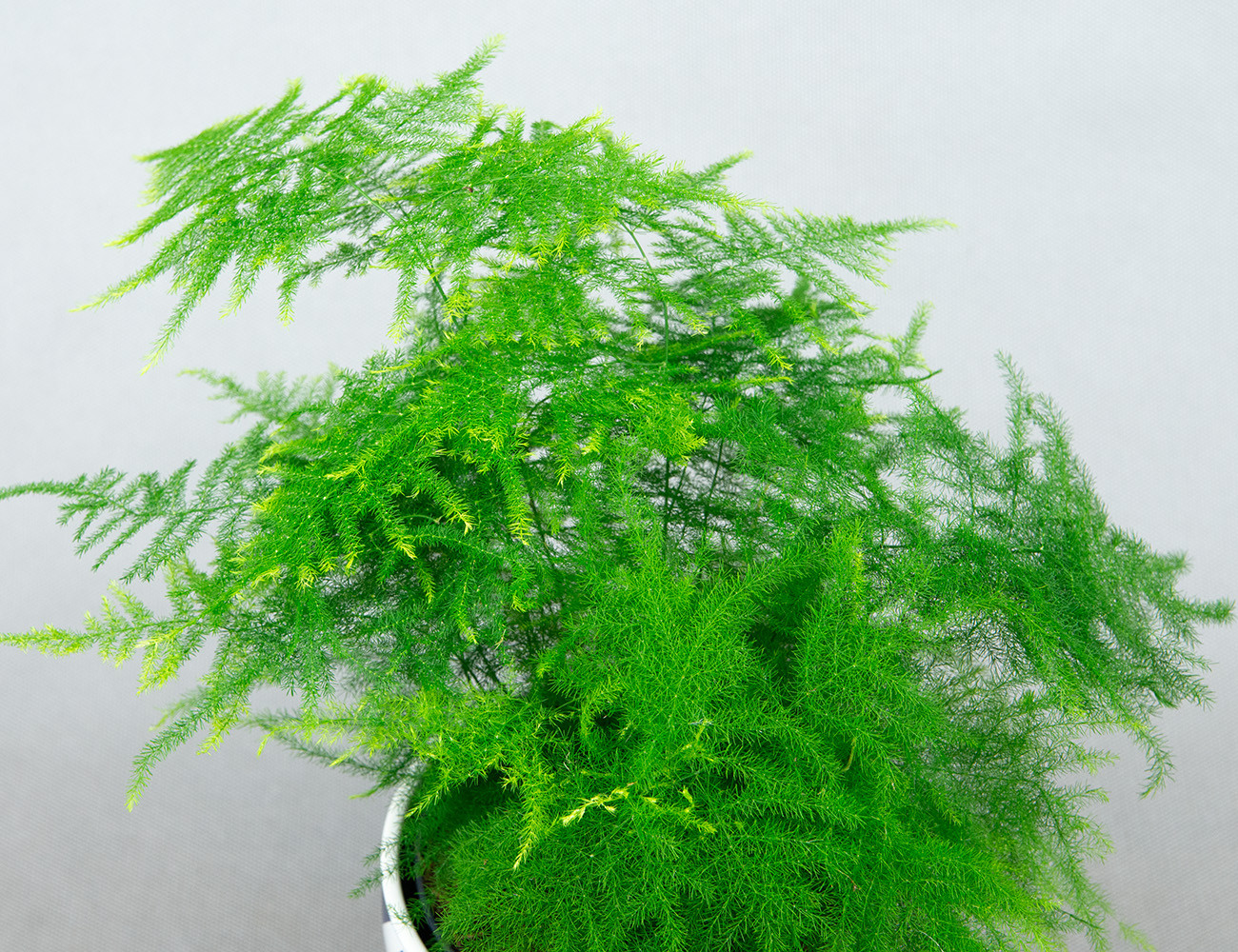Аспарагус перистый Ø12