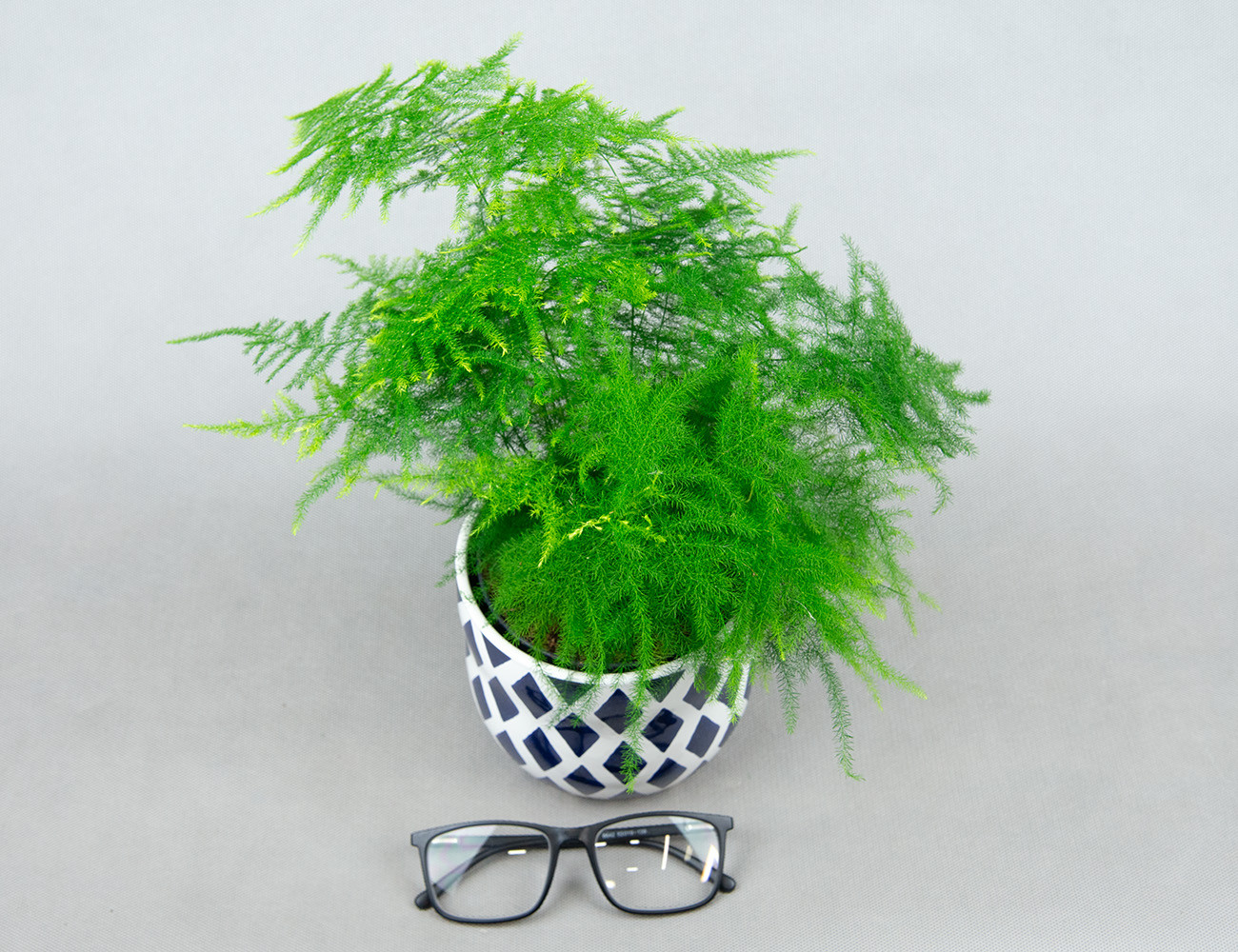 Аспарагус перистый Ø12