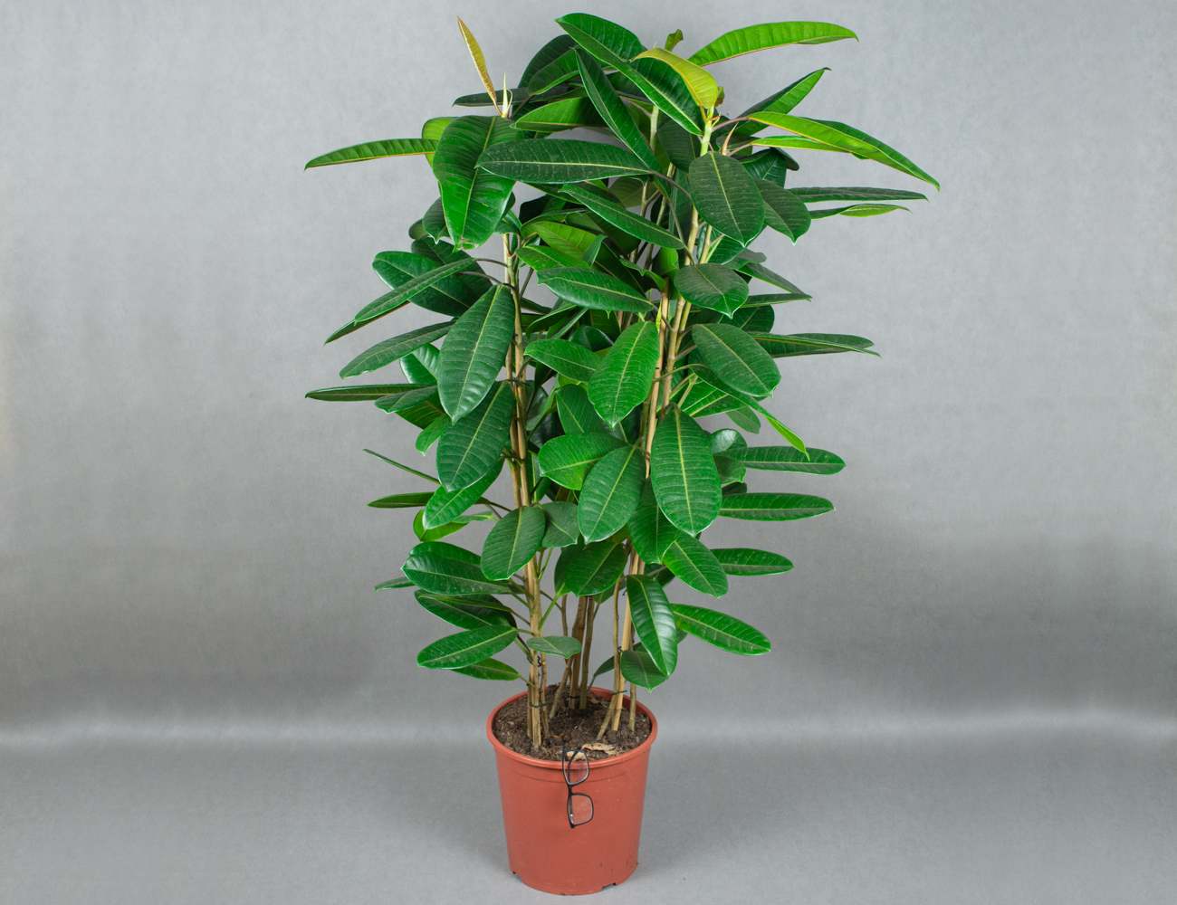 Фикус Американа