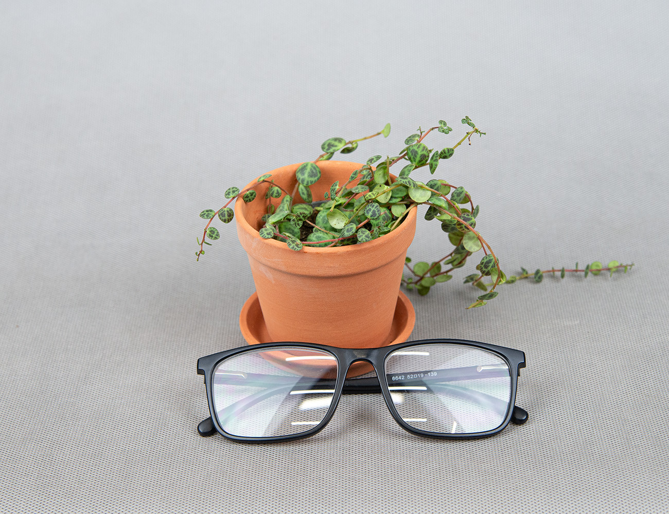 Пеперомия прострата Ø6