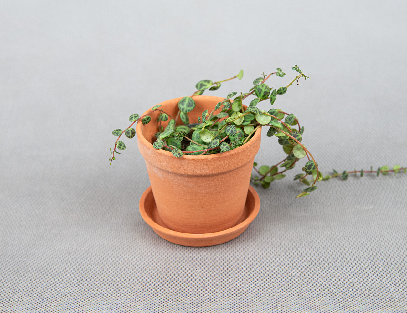 Пеперомия прострата Ø6