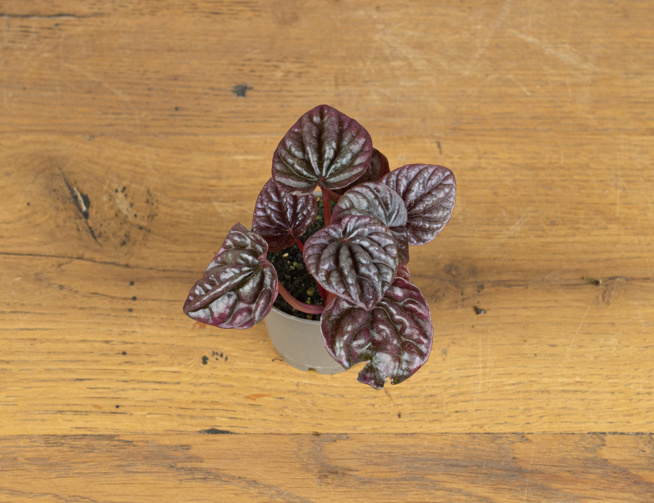 Пеперомия Ред Луна