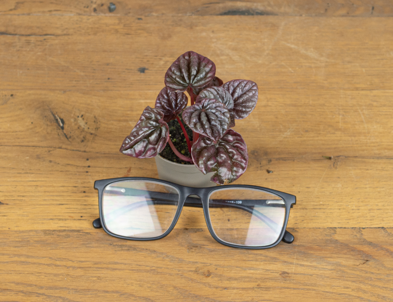 Пеперомия Ред Луна