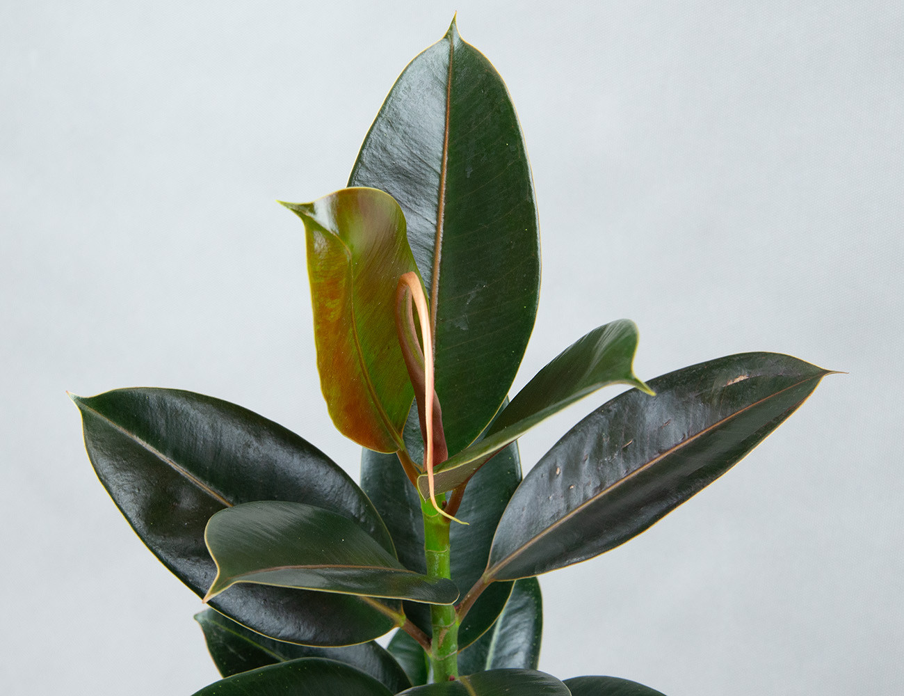 Фикус Эластика Мелани