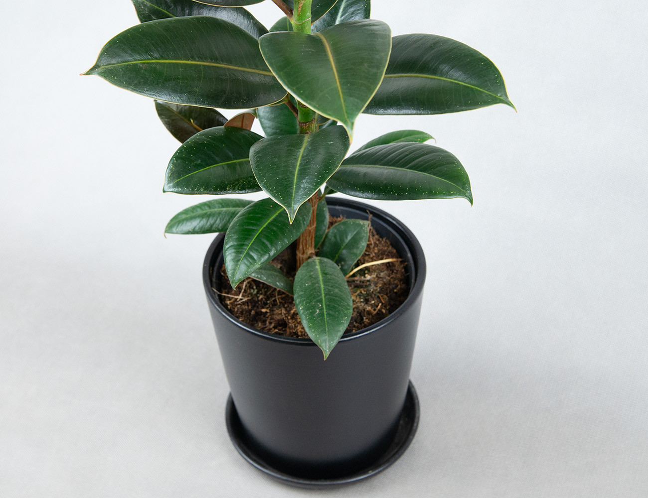 Фикус Эластика Мелани