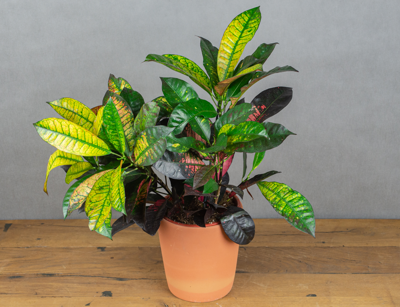 The Croton Petra is know for it's exotic appearance with it's bright tropical fo