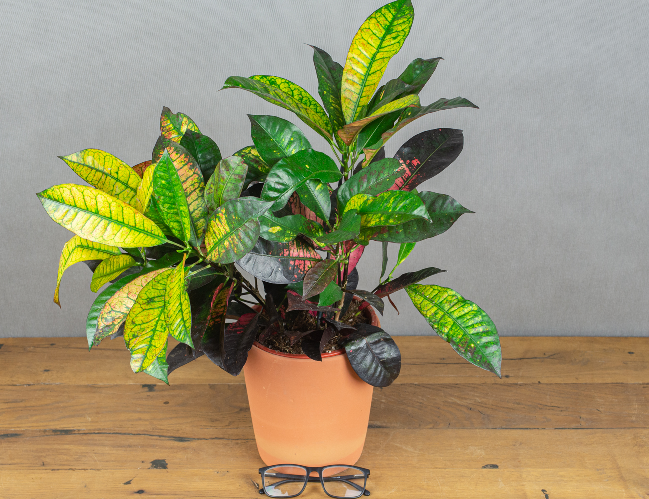 Кодиеум Кротон Миссис Айстон