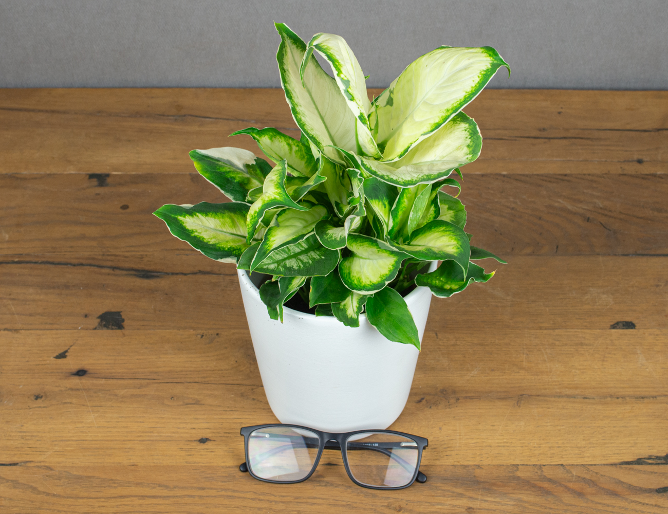 Диффенбахия Кул Бьюти