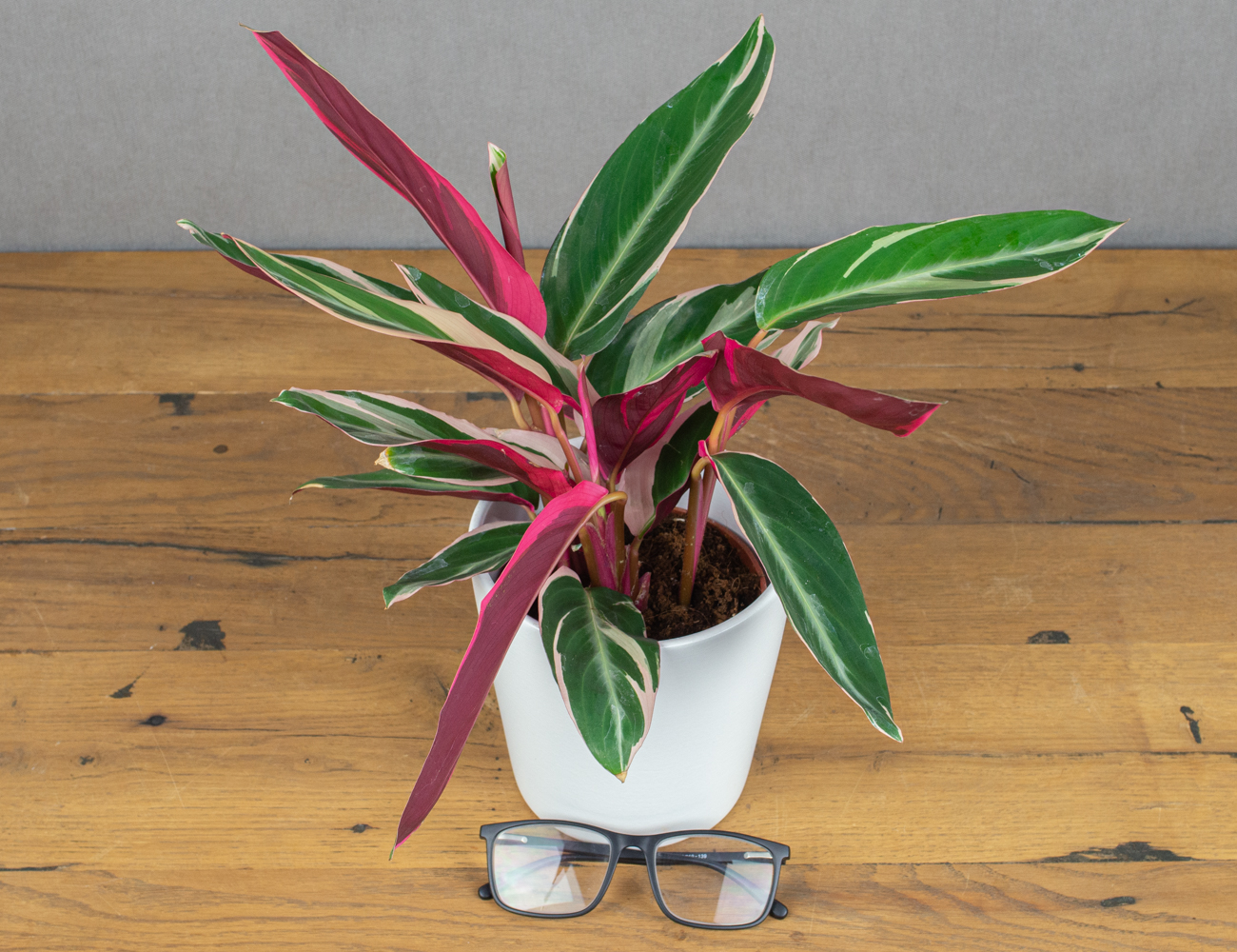 Строманта Триостар