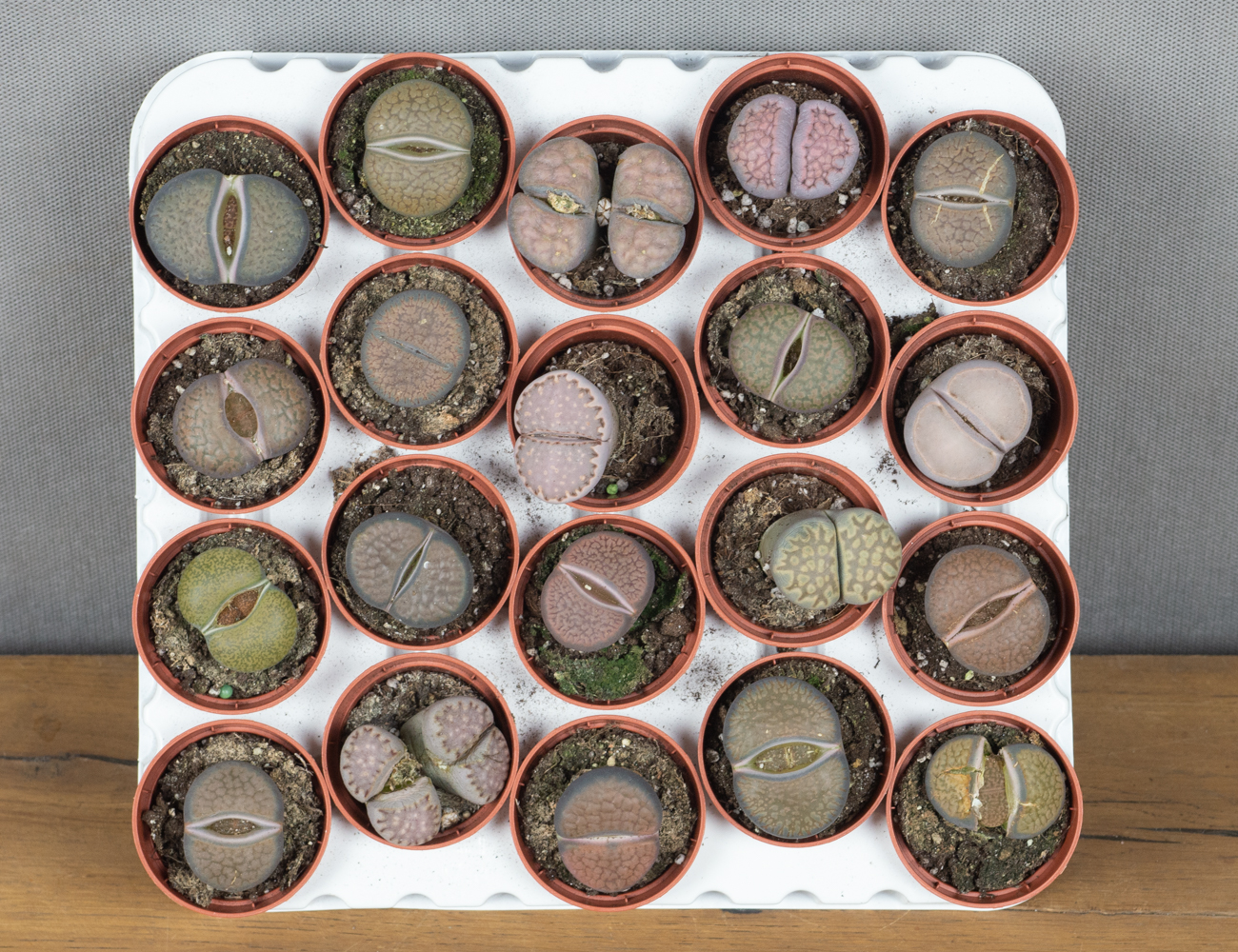 Литопсы микс