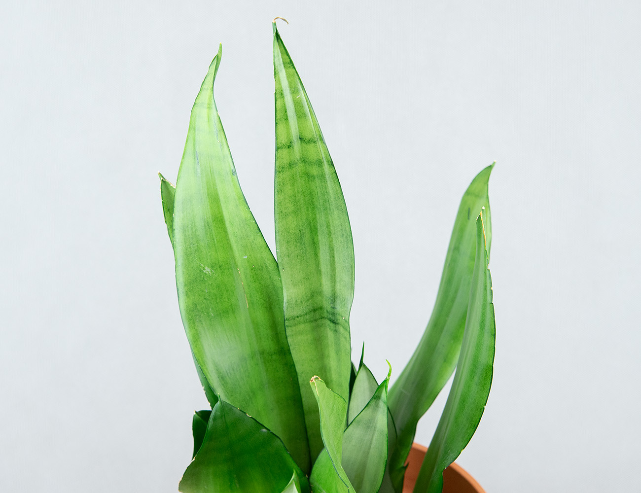 Сансевиерия Муншайн