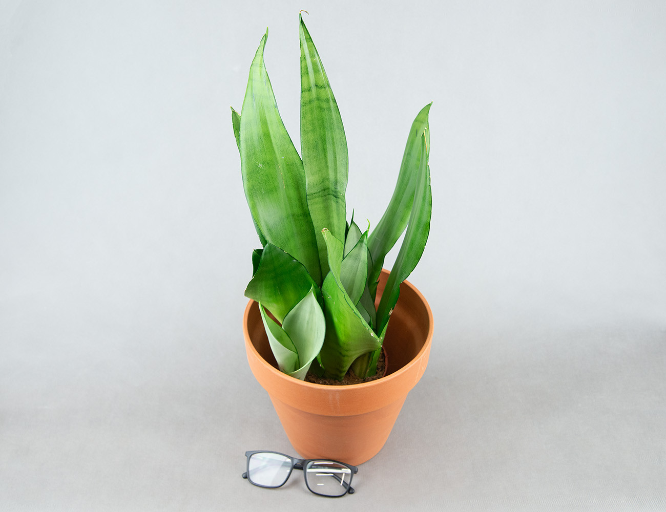 Сансевиерия Муншайн