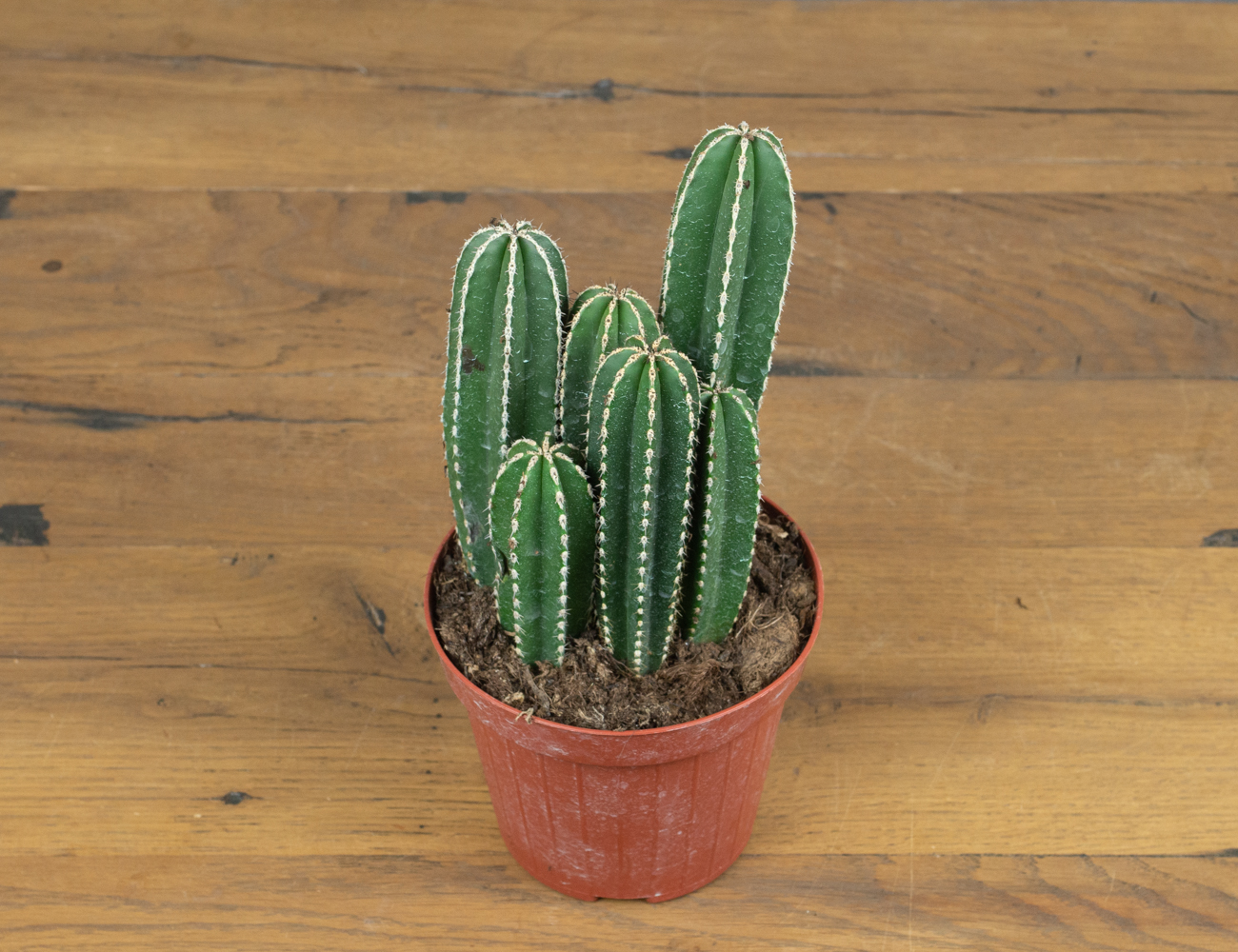 Кактус Маргинатоцереус Маргинатус