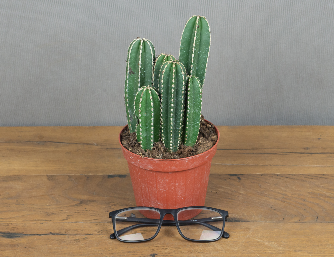 Кактус Маргинатоцереус Маргинатус