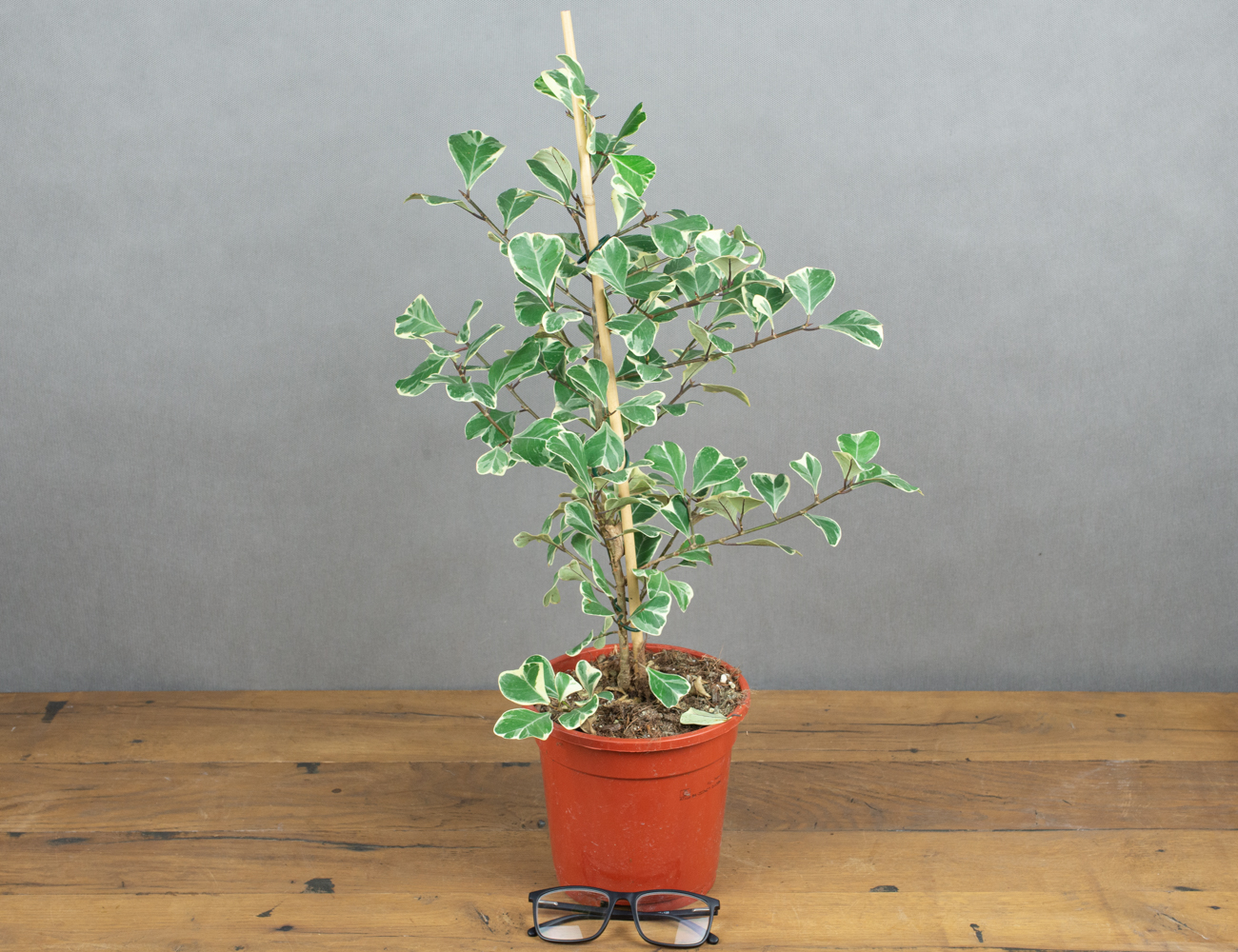 Фикус Свитхарт