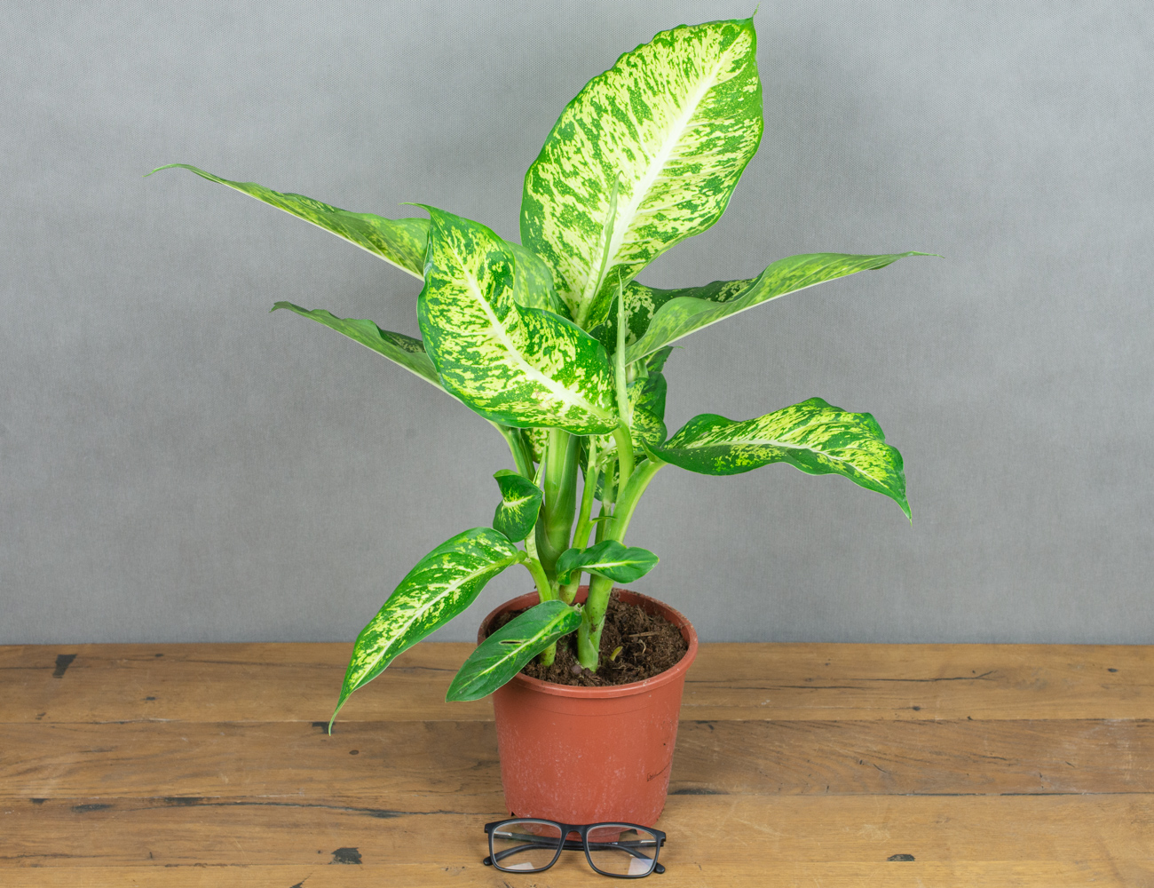 Диффенбахия Марс