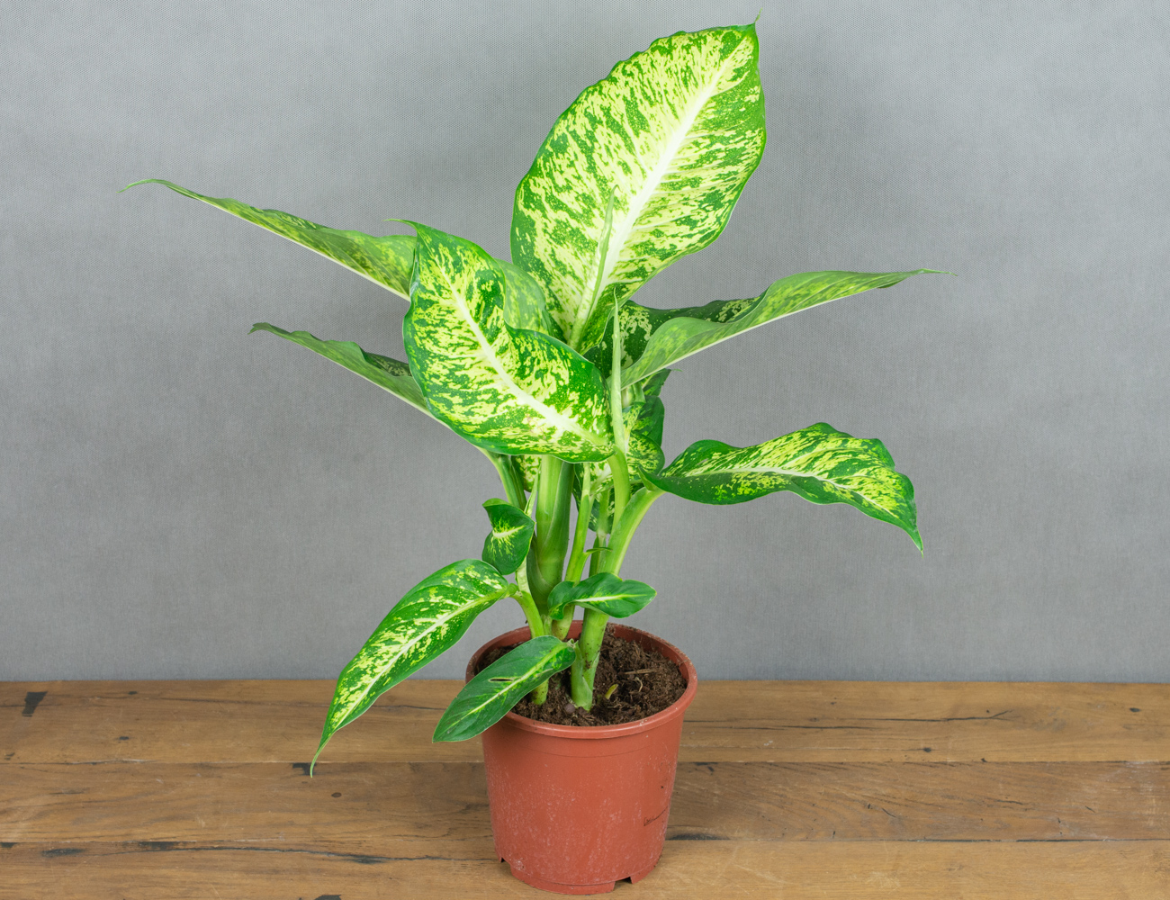 Диффенбахия Марс