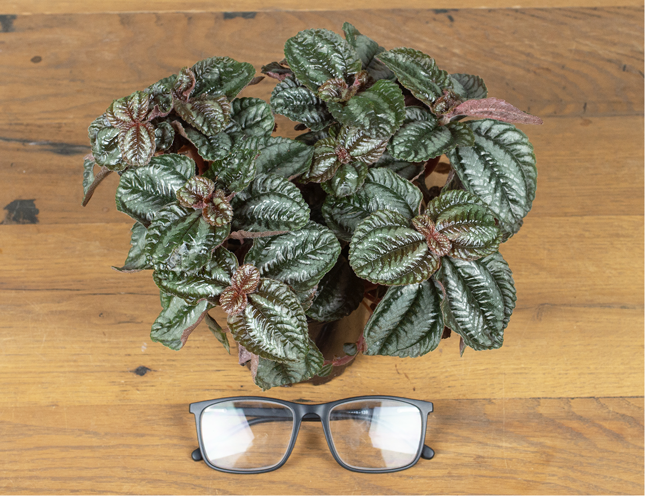 Пилея Норфолк Ø11