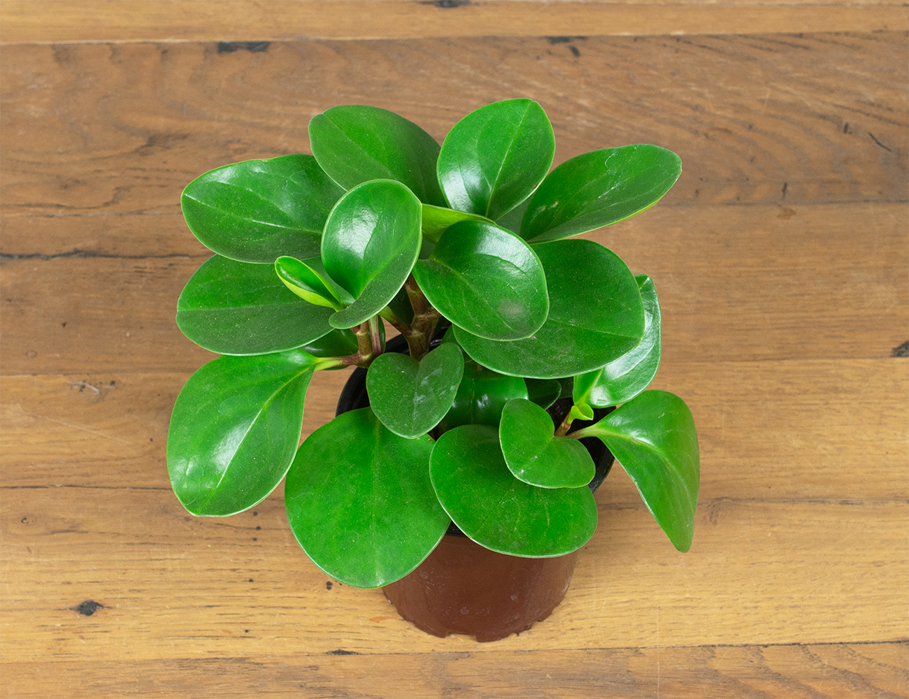 Peperomia cuspidilimba