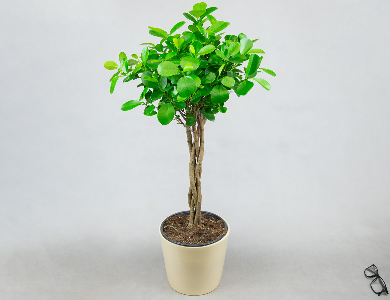 Фикус Мокламе с кроной