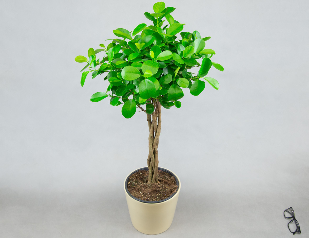 Фикус Мокламе с кроной