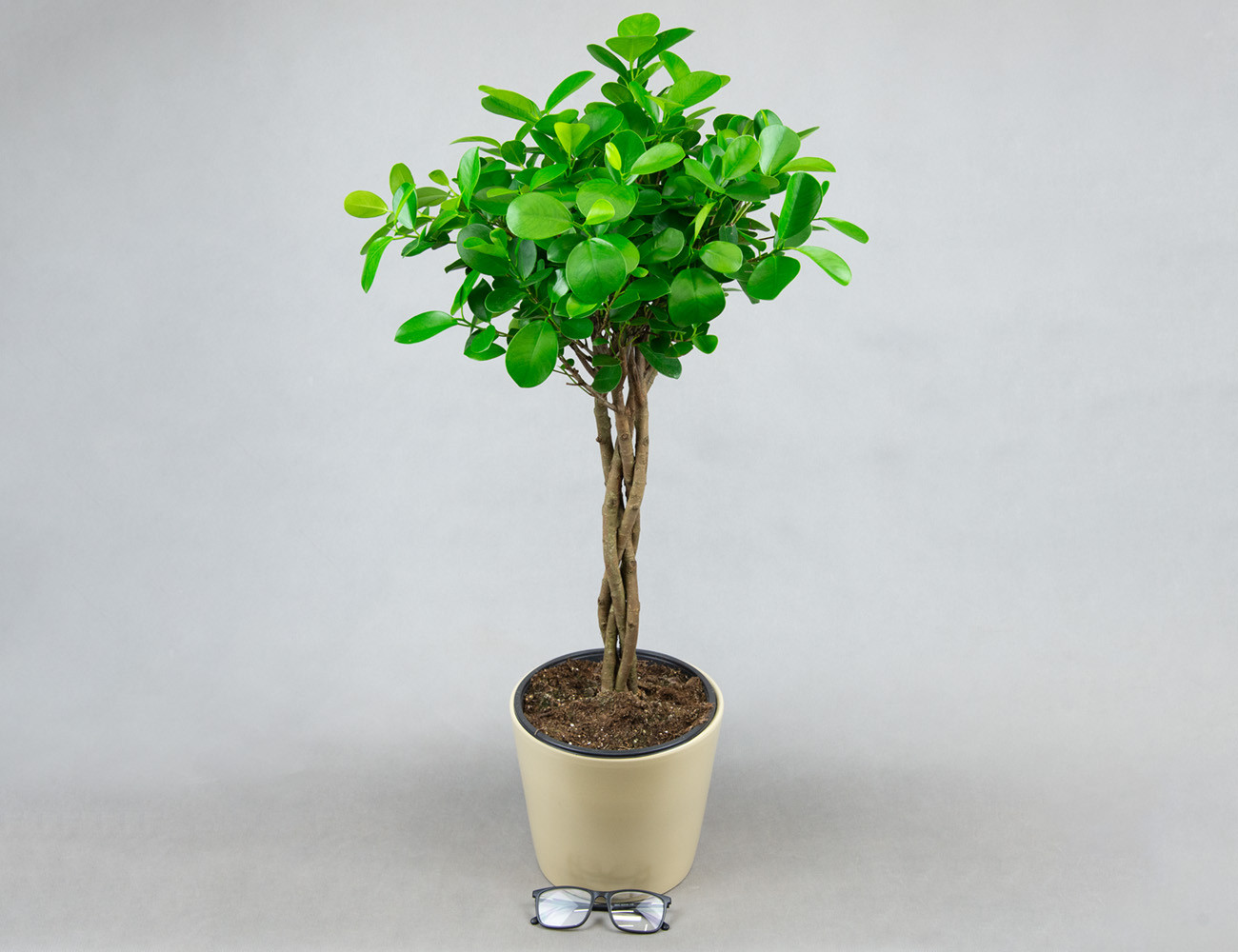 Фикус Мокламе с кроной