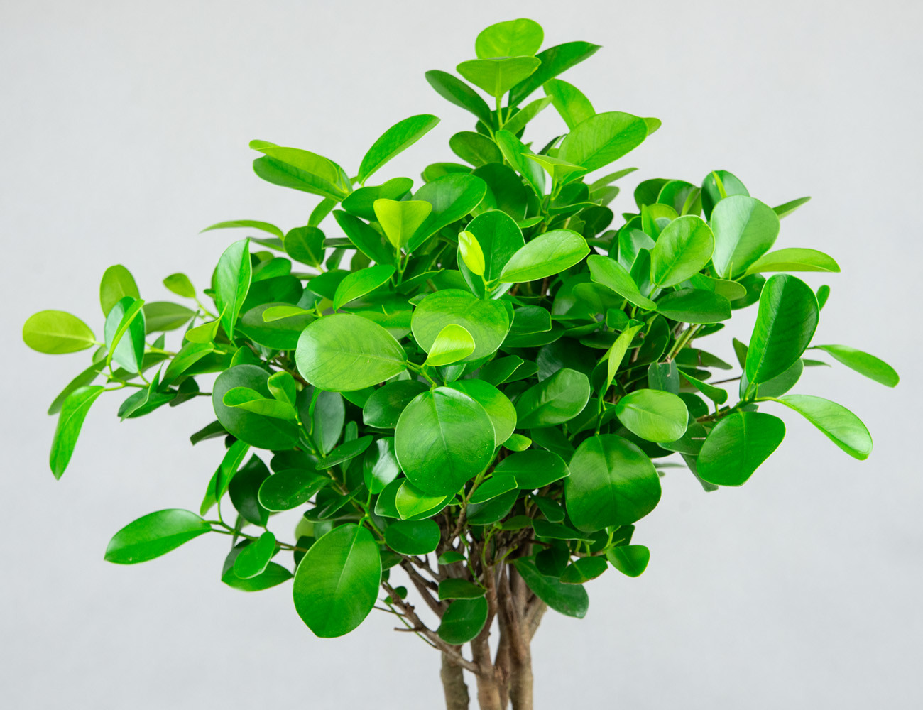 Фикус Мокламе с кроной