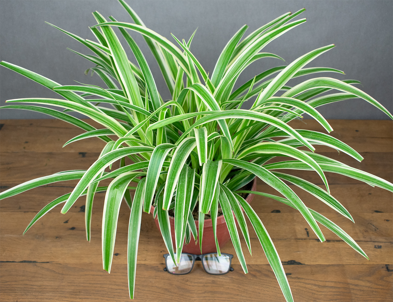 Хлорофитум Вариегатум