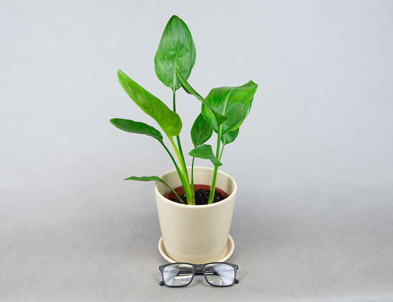 Стрелиция Регина