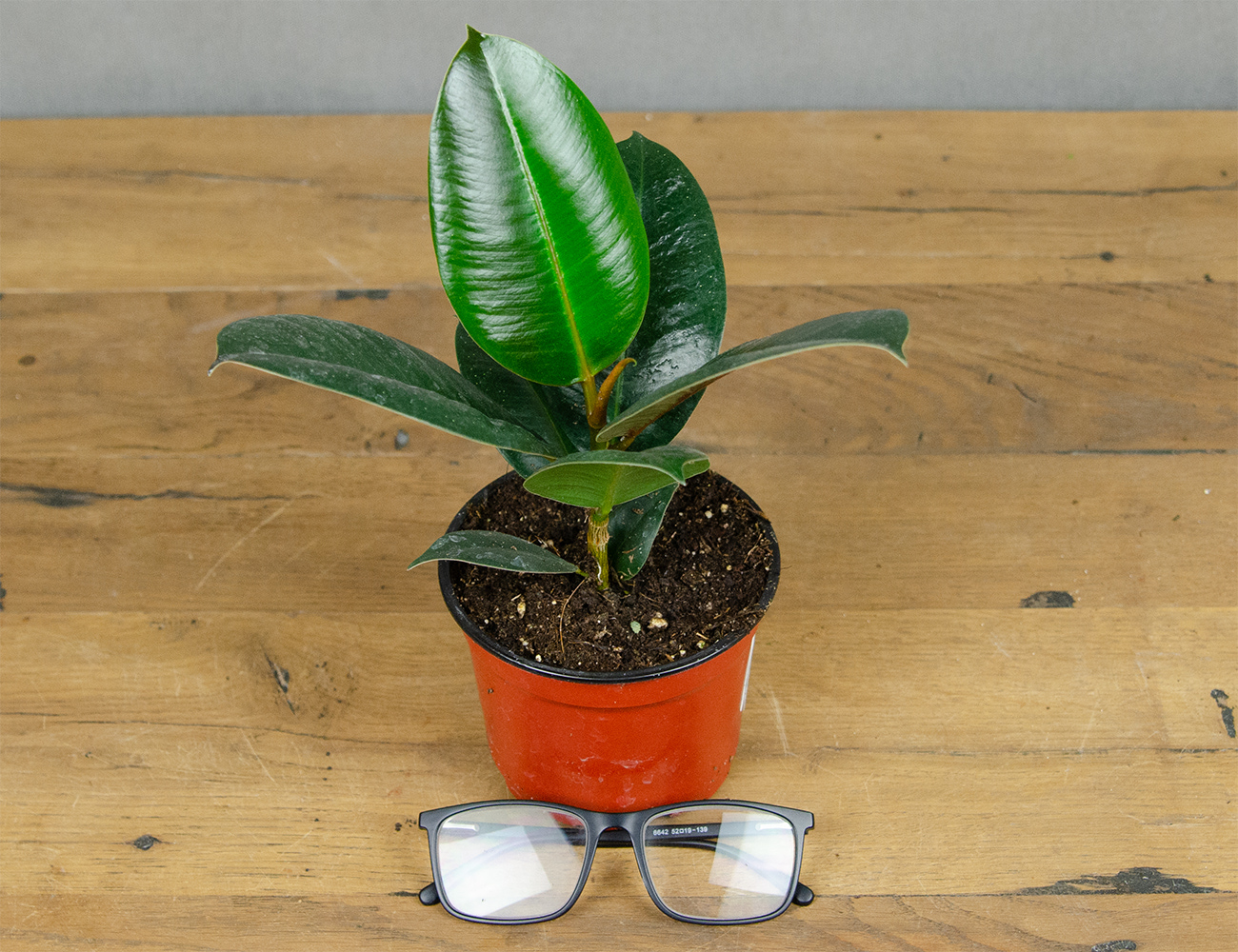 Фикус Эластика Робуста 12