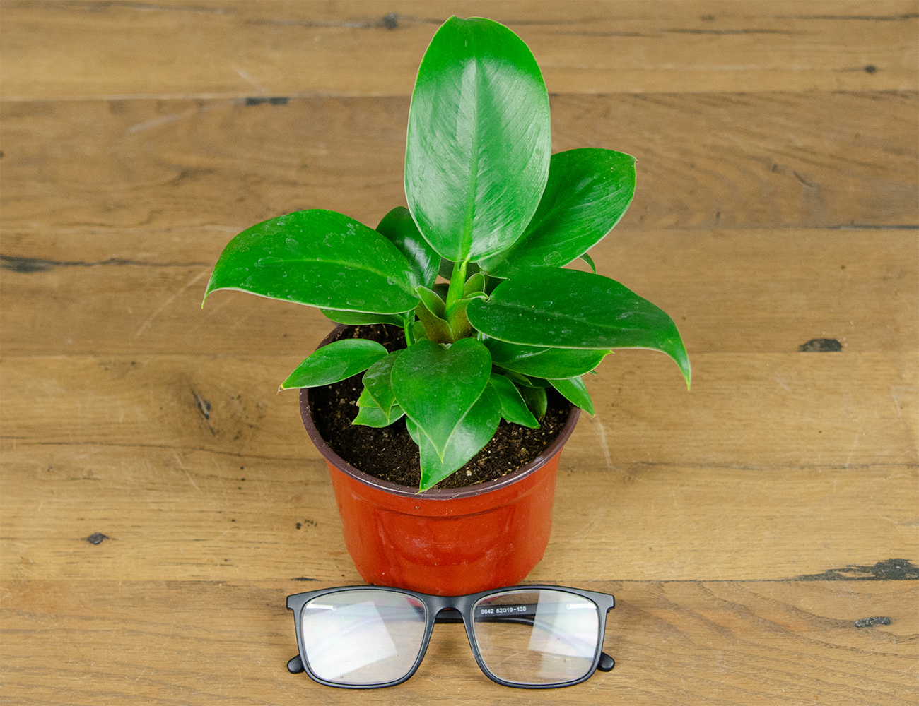 Филодендрон Империал Грин