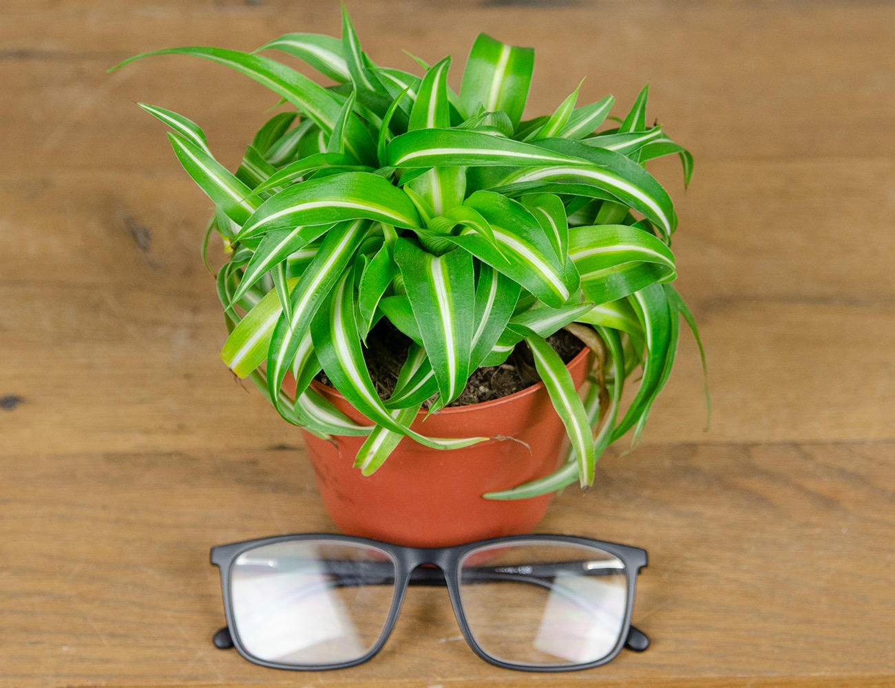 Хлорофитум микс