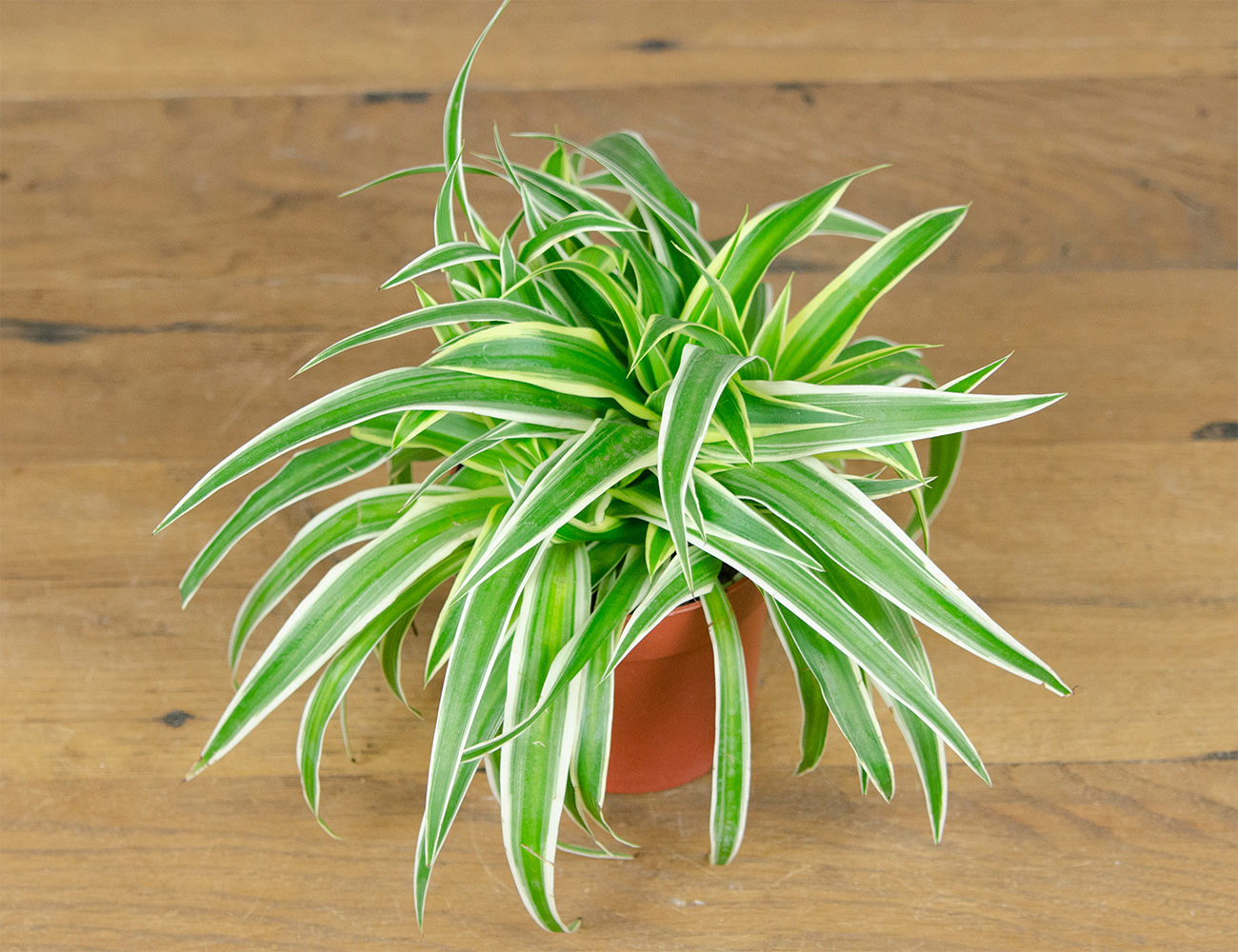 Хлорофитум микс