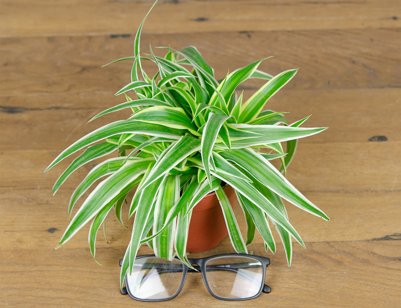 Хлорофитум микс