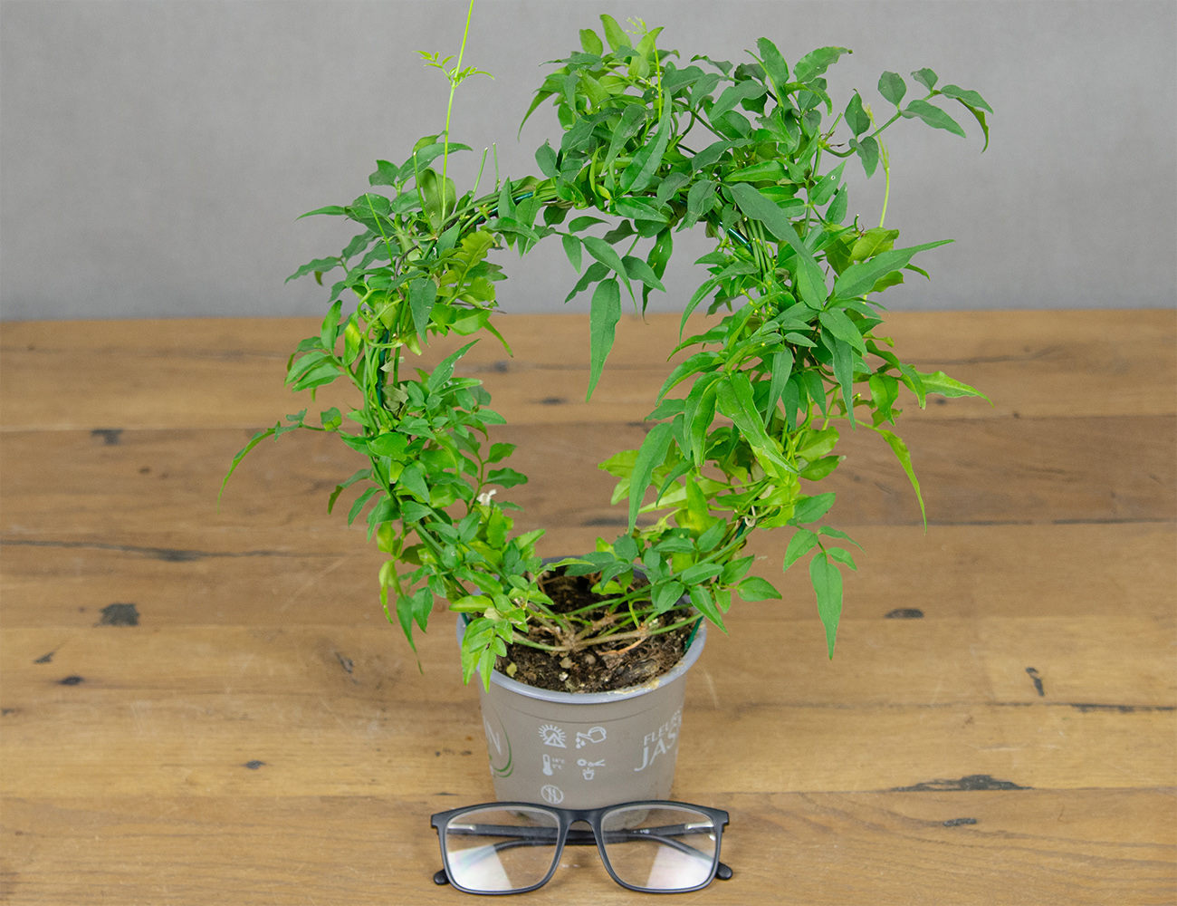 Жасмин многоцветковый