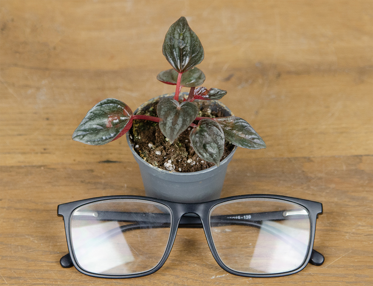 Пеперомия каперата микс