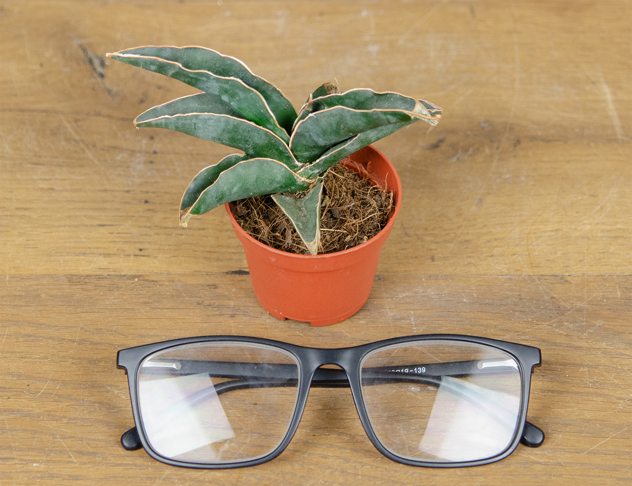 Сансевиерия Самурай