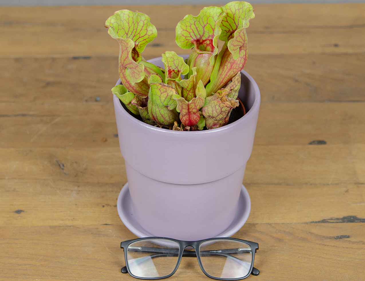 Саррацения Клементина